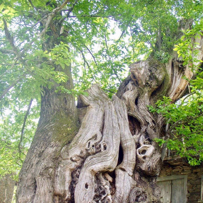 樹齢800年の栗の木
