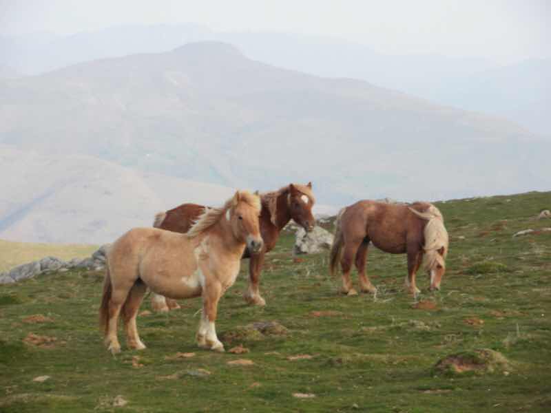 ピレネー馬3頭