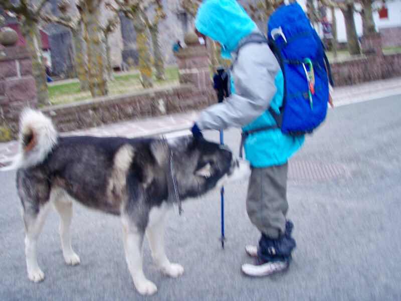 弟犬が調査