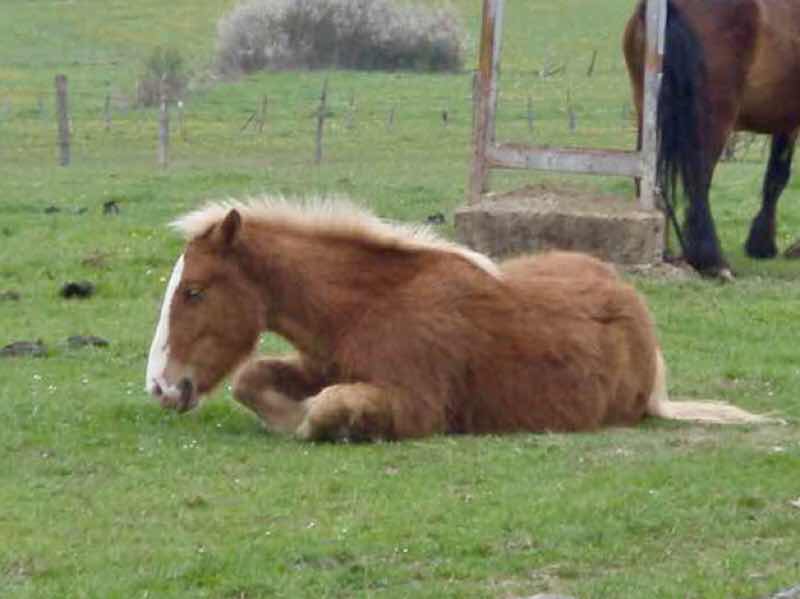 くつろぐ横切り馬