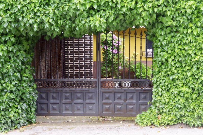 緑に、囲まれた格子戸