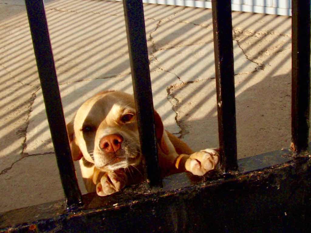 426睨む犬大