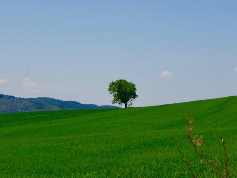 425麦畑の一本木