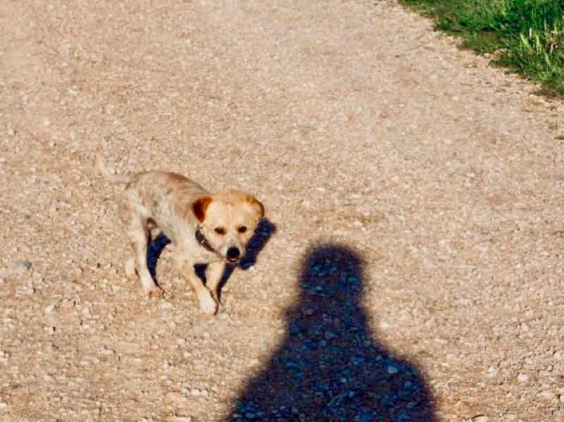 426子犬付いてくる