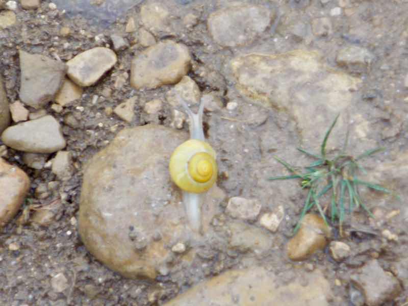 黄色カタツムリ