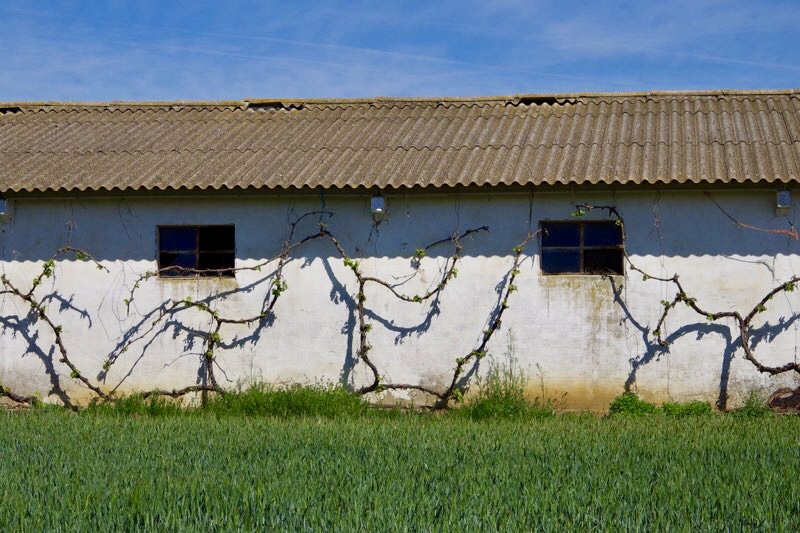 すえ、横ツタドア