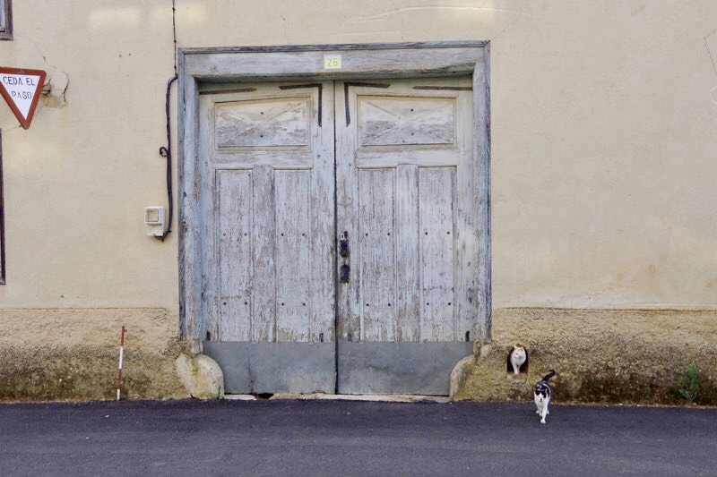 スエ白、猫右にドア
