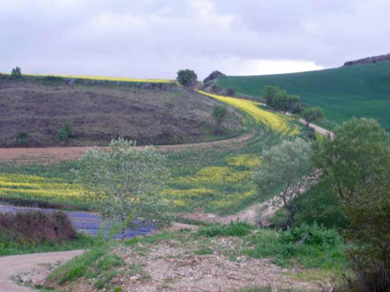 423菜の花ラベンダー