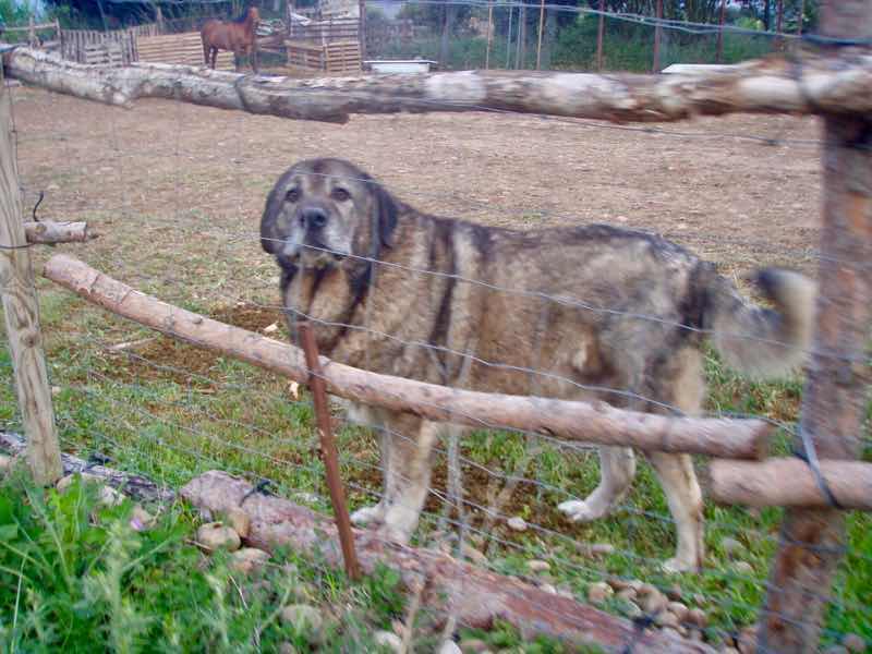 430犬ばう
