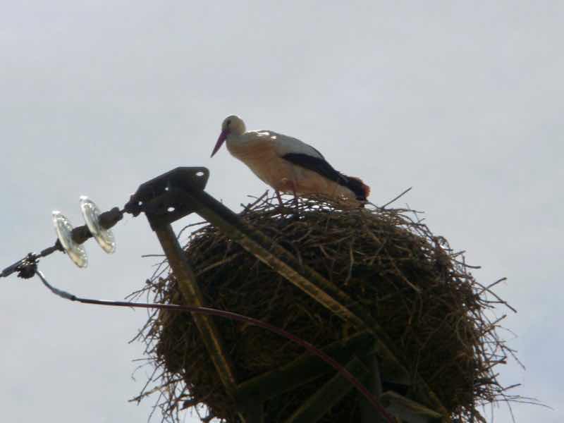 428コウノトリ大