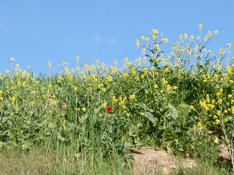 427きいろに赤い花