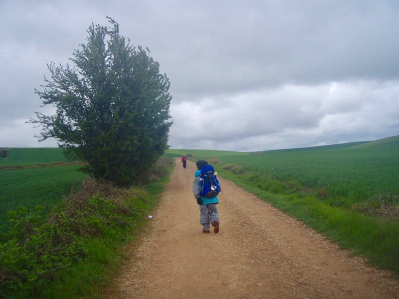 501道木が一本伝茶