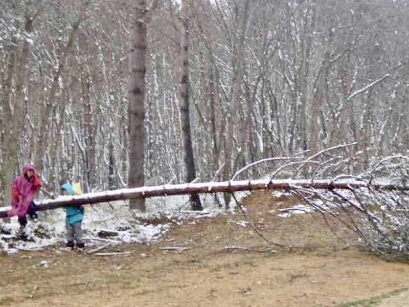 504倒れた木雪