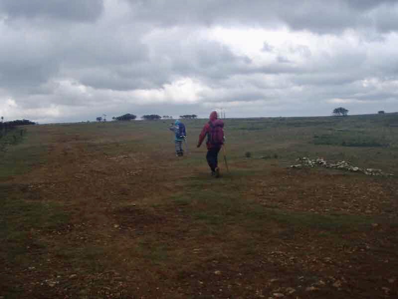 505曇り野原伝茶