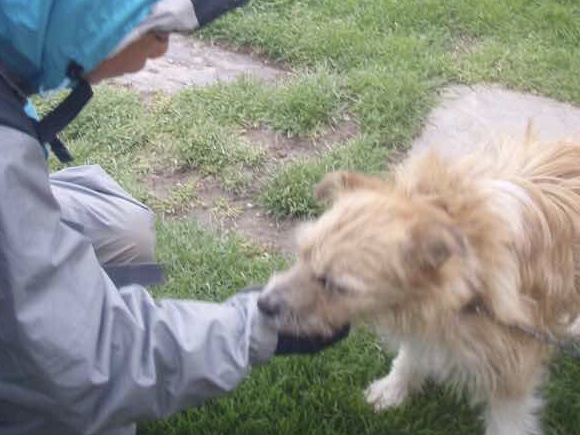505犬と伝