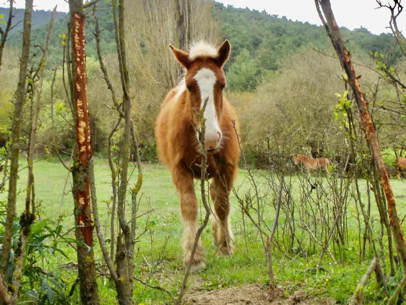 419サンティアゴ巡礼、馬、カミーノ、パンプローナ