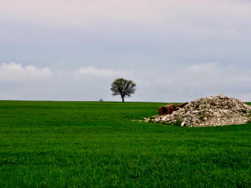 507メセタ大地１本の木