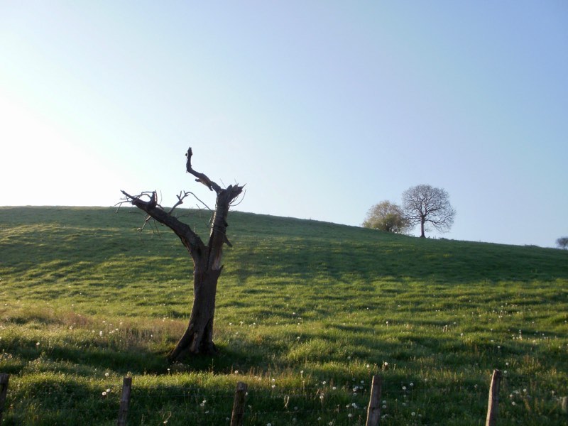 416カミーノ、サンティアゴ巡礼、ピレネー、サンジャンピエドポー、枯れ木