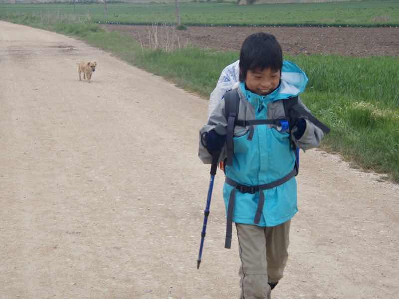 507カミーノ犬がついてくる