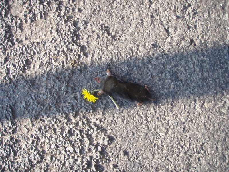 416カミーノ、サンティアゴ巡礼、ピレネー、オリソン、モグラタンポポ