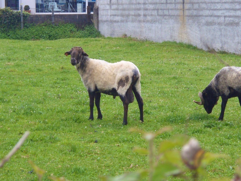 415サンジャンピエドポー、羊、サンティアゴ巡礼