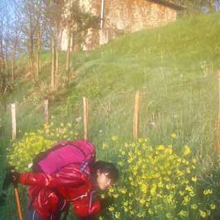 416カミーノ、サンティアゴ巡礼、ピレネー、サンジャンピエドポー1菜の花