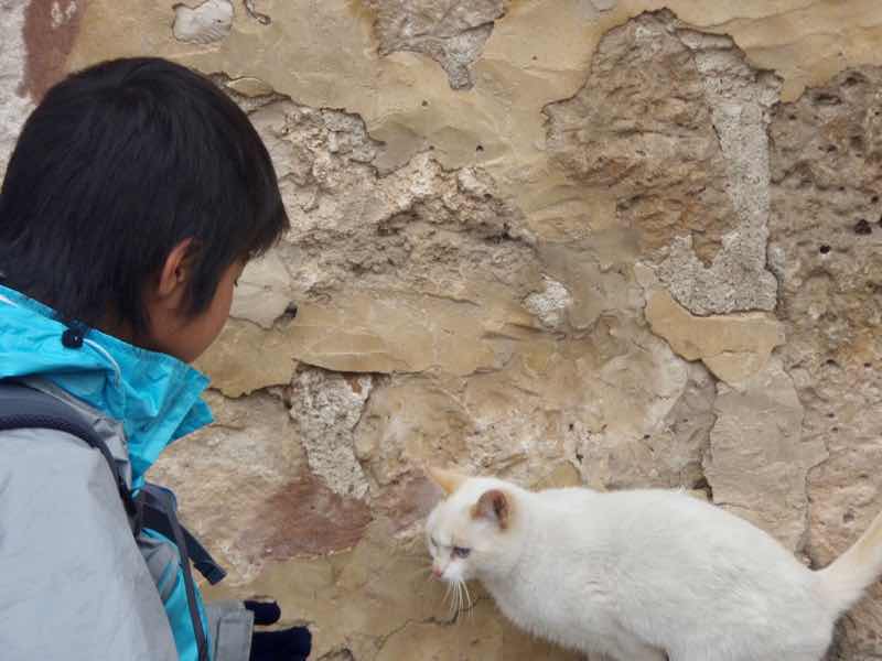 507カミーノ巡礼道の白猫