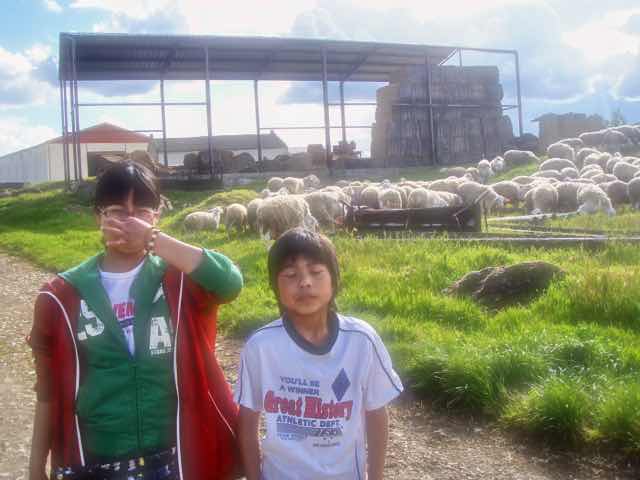 511ビラメンテロ・デ・カンポス カミーノ 羊2