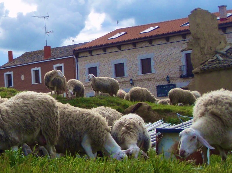 511ビラメンテロ・デ・カンポス カミーノ 羊3