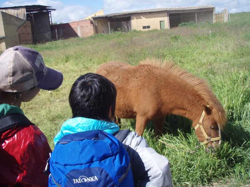 510ポブラシオン・デ・カンポス、サンティアゴ巡礼、道の馬近く1.2