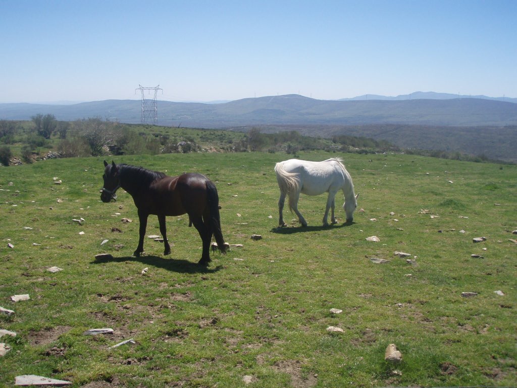 カミーノ田舎道、白黒馬