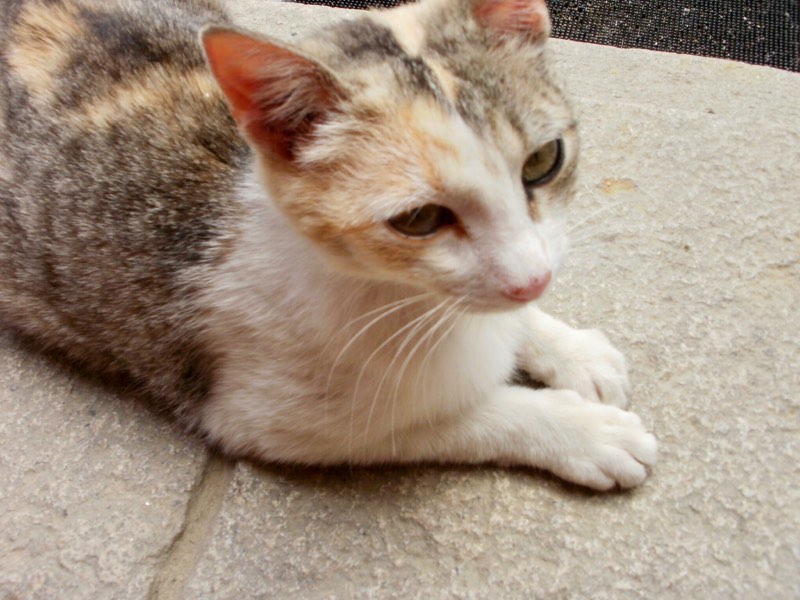 510ポブラシオン・デ・カンポス、サンティアゴ巡礼、ネコ