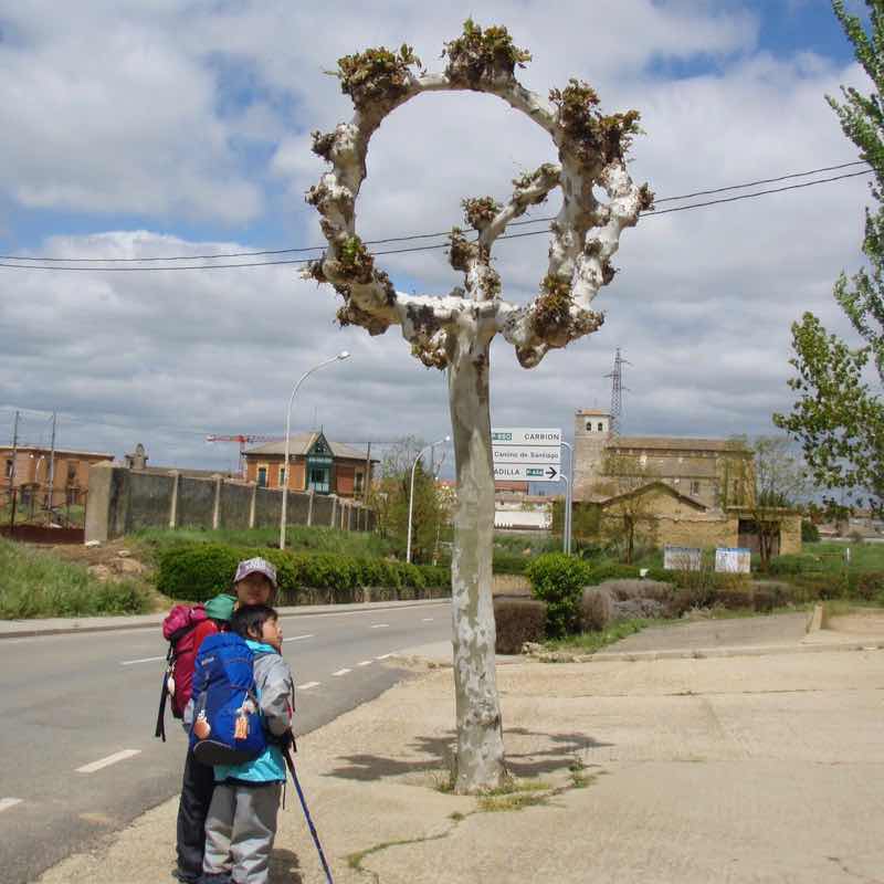 510ポブラシオン・デ・カンポス、サンティアゴ巡礼、街路樹丸い