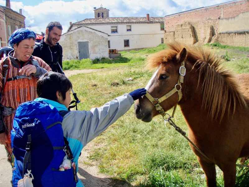 510ポブラシオン・デ・カンポス、サンティアゴ巡礼、道の馬タッチ2