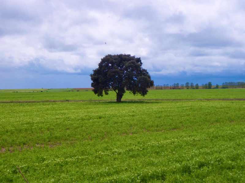 512 カルサディージャ・デ・ラ・クエッサ カミーノ　17km一本道　一本の木