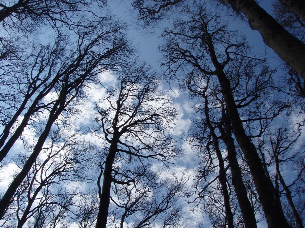 カミーノ ピレネー山脈 木のシルエット