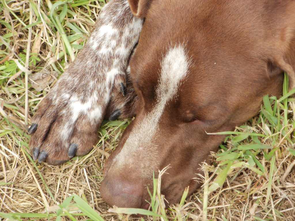 511ビラメンテロ・デ・カンポス カミーノ 犬シエテ昼寝