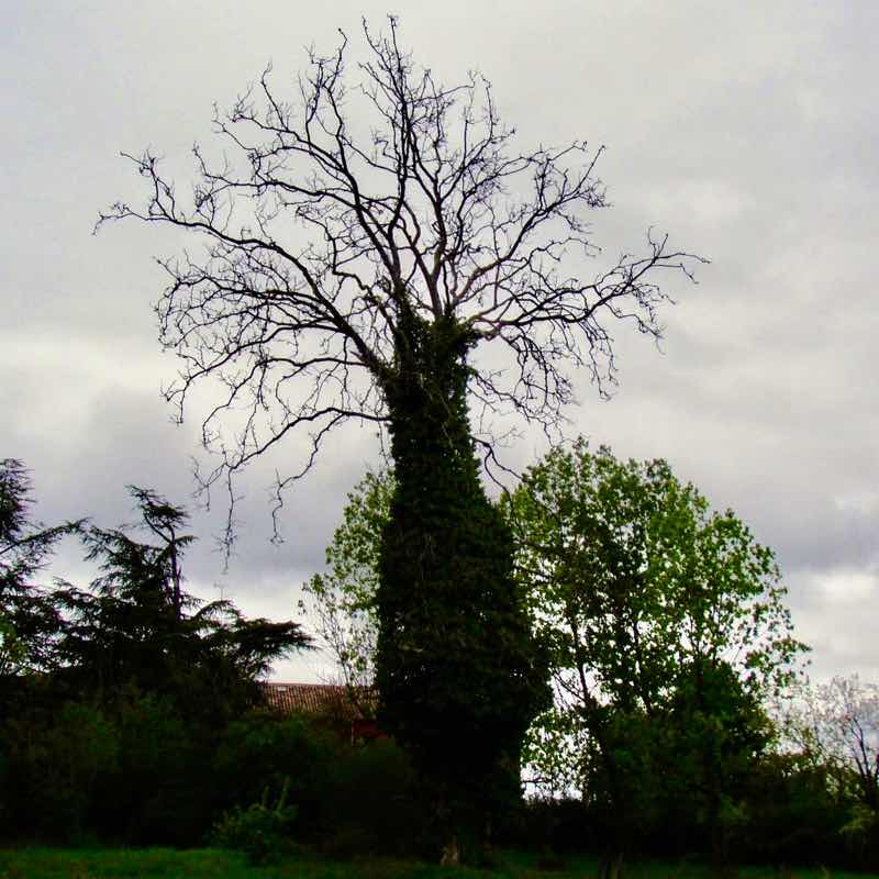 512 カルサディージャ・デ・ラ・クエッサ カミーノ　17km一本道　魔女の木