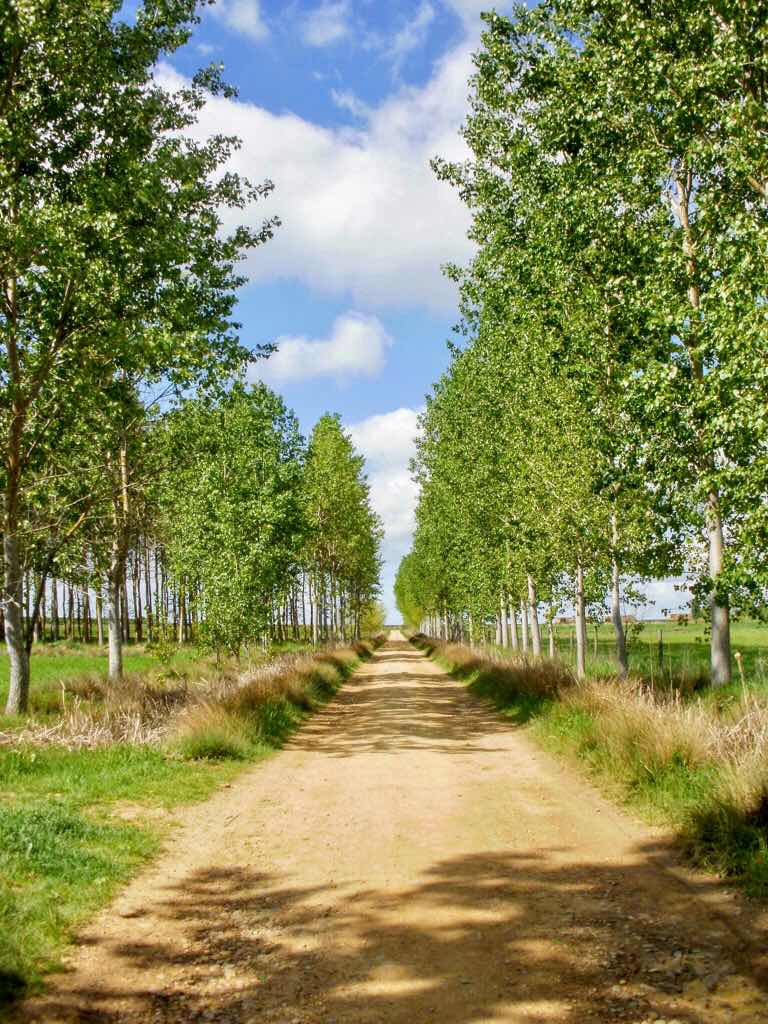 510ポブラシオン・デ・カンポス、サンティアゴ巡礼、左右林美しい道