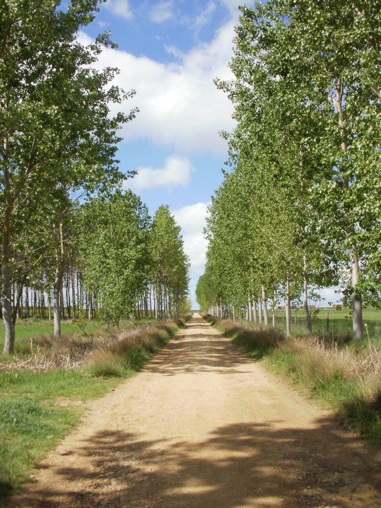 カミーノ 並木一本道 油絵のよう