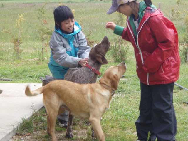 511カミーノ、犬と遊ぶ、1.2