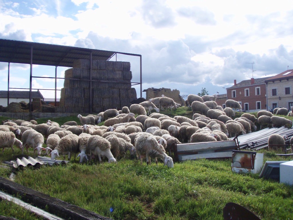 511ビラメンテロ・デ・カンポス カミーノ 羊1