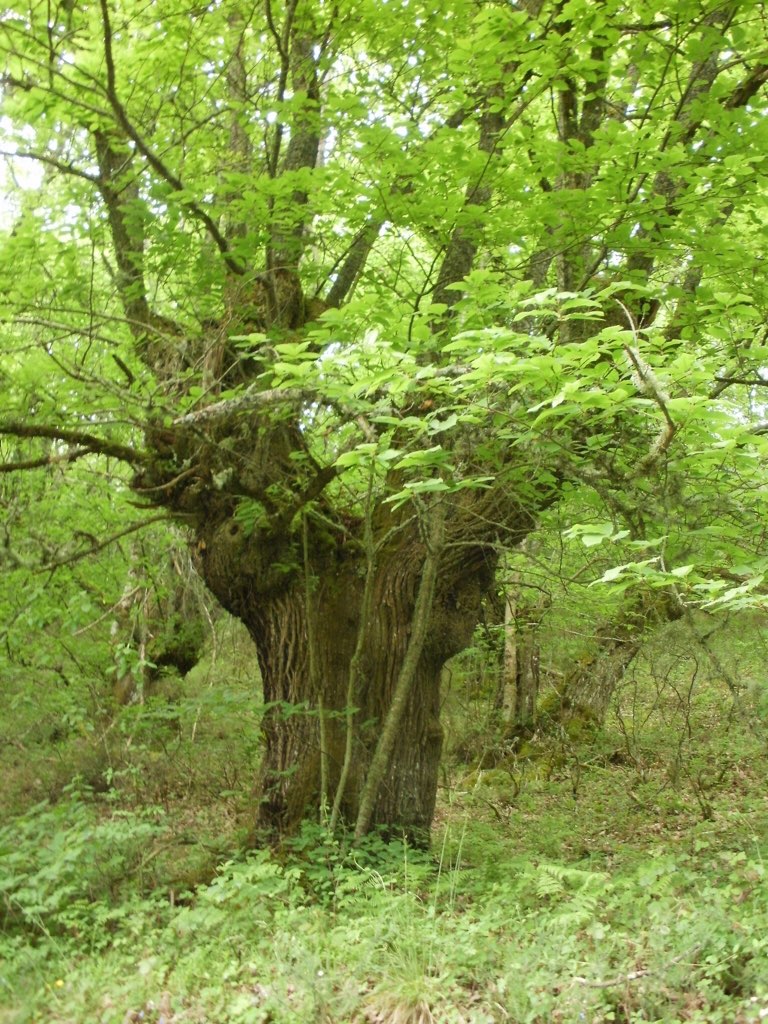 カミーノ 神々しい 逆さま