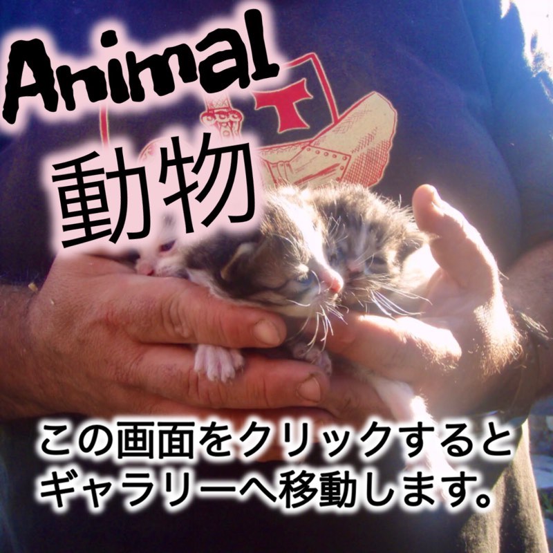 Camino animal カミーノ 動物