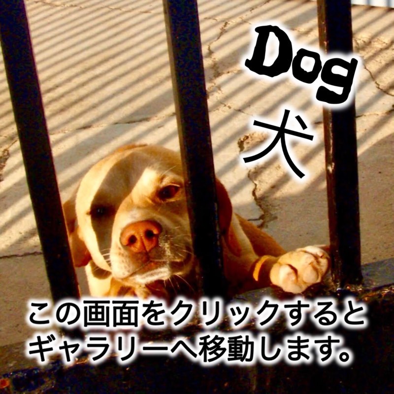 Camino dog カミーノ 犬