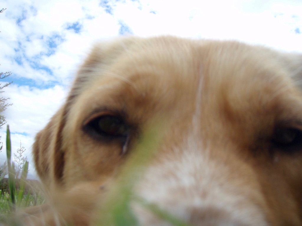 511ビラメンテロ・デ・カンポス カミーノ 犬アパスアップ