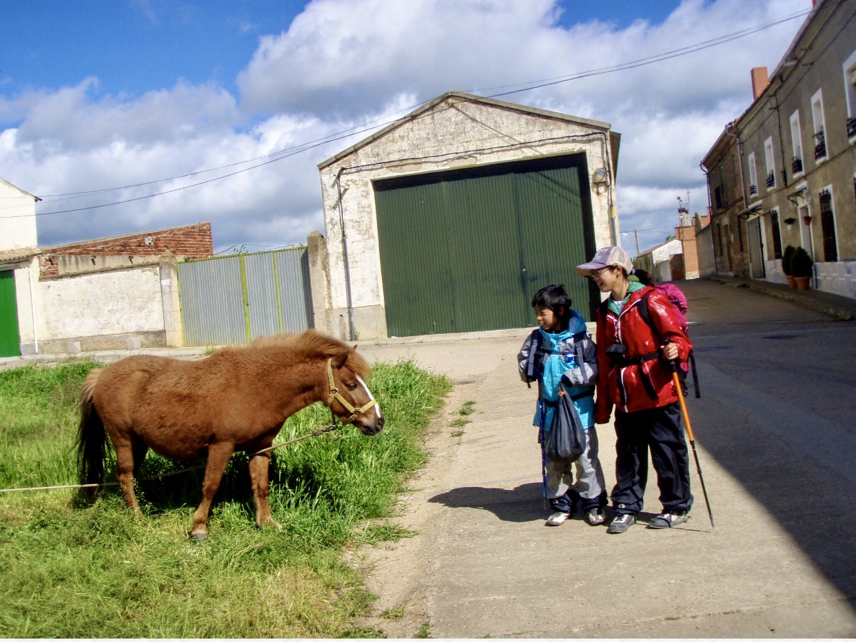 510ポブラシオン・デ・カンポス、サンティアゴ巡礼、道の馬1.2