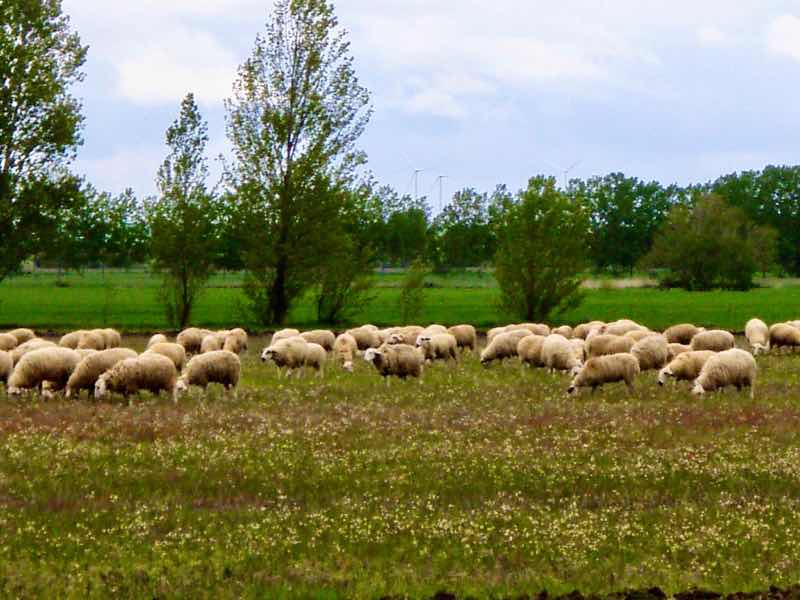 512 カルサディージャ・デ・ラ・クエッサ カミーノ　17km一本道　羊の群