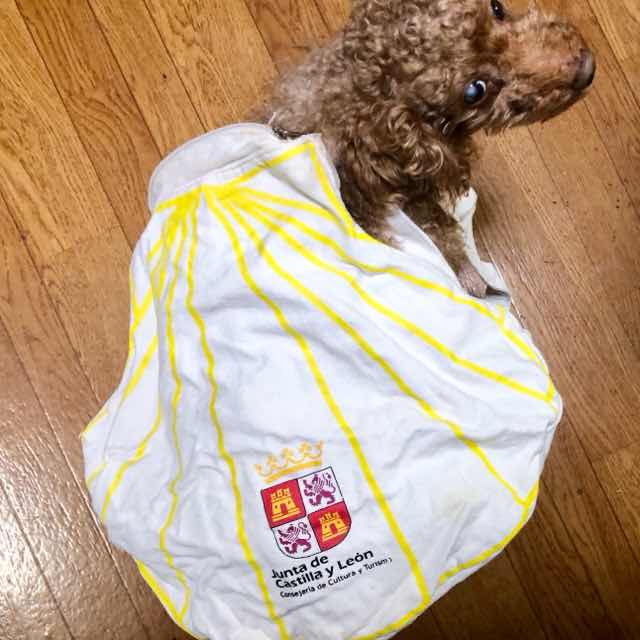 カミーノでもらったホタテリュック サンティアゴ巡礼持ち物