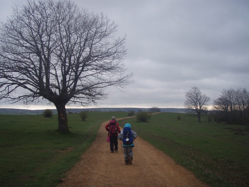 カミーノ 曇り 木 右に回る1.2